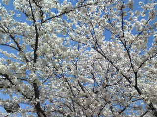 2009桜１.jpg