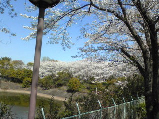2009桜３.jpg