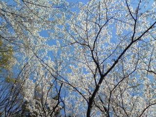 2009桜５.jpg
