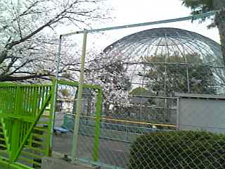 さくら公園動物園.jpg