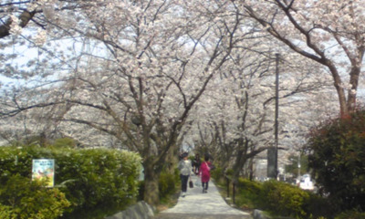 桜１０１.jpg