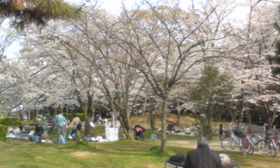 桜１０１０.jpg