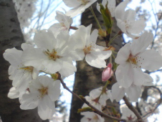 桜１０１１.jpg