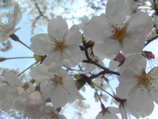 桜１０１２.jpg