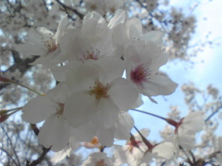 桜１０１３.jpg