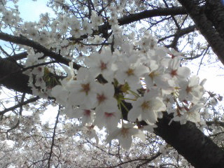 桜１０１４.jpg