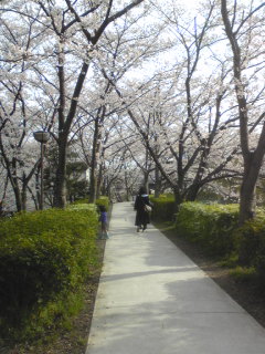 桜１０１５.jpg