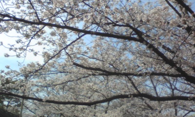 桜１０１７.jpg