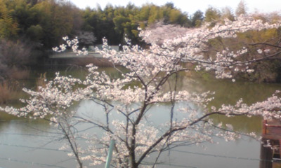 桜１０１８.jpg