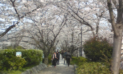 桜１０２.jpg