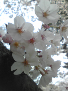 桜１０２０.jpg