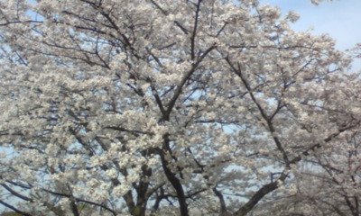 桜１０３.jpg