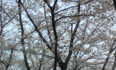 桜１０４.jpg