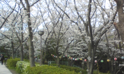 桜１０５.jpg