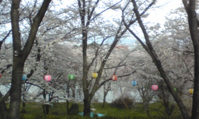 桜１０６.jpg