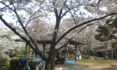 桜１０９.jpg