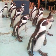 鳥羽水族館ペンギン5.jpg