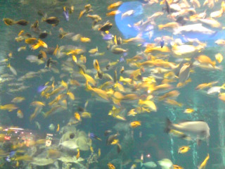 鳥羽水族館魚群1.jpg